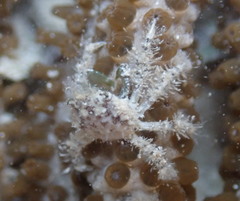 Mithraculus sculptus