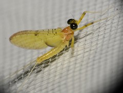 Stenacron interpunctatum heterotarsale