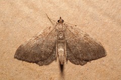 Philereme vetulata