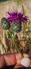 Centaurea scabiosa cephalariifolia