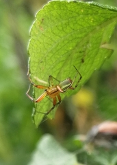 Araniella opisthographa
