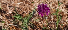 Centaurea scabiosa cephalariifolia
