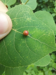 Harmandiola tremulae