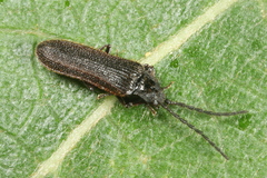 Omalisus fontisbellaquei