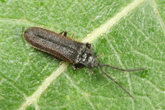 Omalisus fontisbellaquei