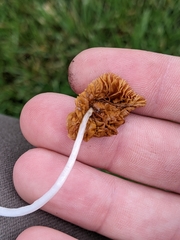 Conocybe deliquescens
