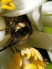 Trichiotinus affinis
