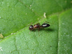 Camponotus hyatti