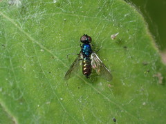 Sargus viridis