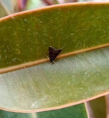 Heliothela wulfeniana