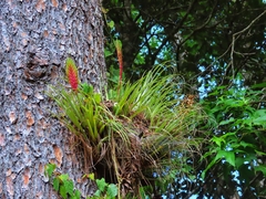 Tillandsia lampropoda