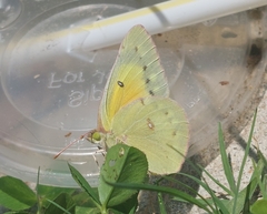 Colias eurytheme