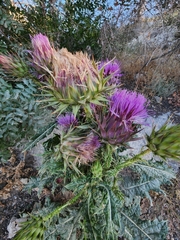 Onopordum cynarocephalum