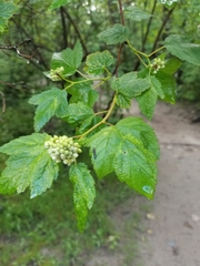 Physocarpus capitatus