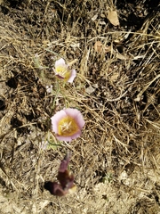 Calochortus plummerae