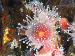 Corynactis californica