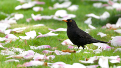 Turdus merula