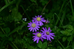 Pericallis echinata image