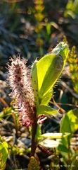 Salix pulchra