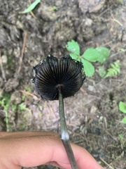 Coprinus spadiceisporus