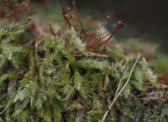Sciuro-hypnum reflexum