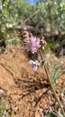 Mirabilis hirsuta