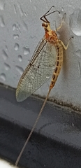 Ephemera lineata