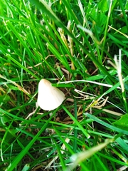 Conocybe