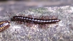 Strongylosoma