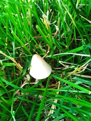 Conocybe