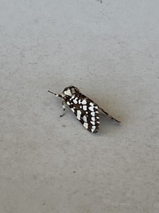 Lophocampa ingens