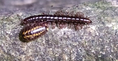 Strongylosoma