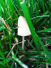 Conocybe