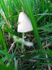 Conocybe