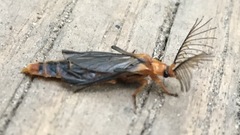 Phengodes plumosa