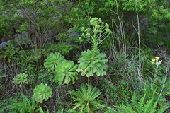 Aeonium urbicum image