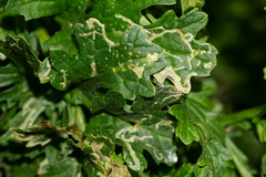 Phytomyza syngenesiae group