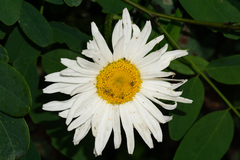 Leucanthemum × superbum