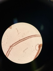 Cryptonemia seminervis