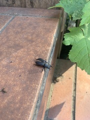 Dorcus parallelipipedus