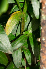 Leucanthemum × superbum