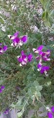 Lathyrus vestitus