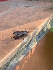 Dorcus parallelipipedus