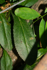 Leucanthemum × superbum