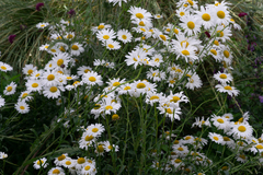 Leucanthemum × superbum