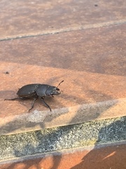 Dorcus parallelipipedus