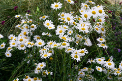 Leucanthemum × superbum