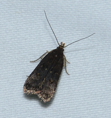 Dichomeris juncidella