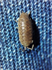 Porcellio debueni