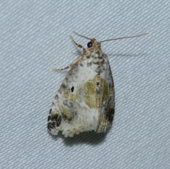 Maliattha synochitis